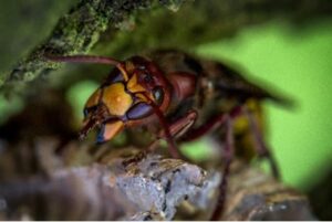 What Happened to the Murder Hornets