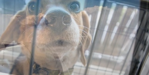 Dog on Airplane